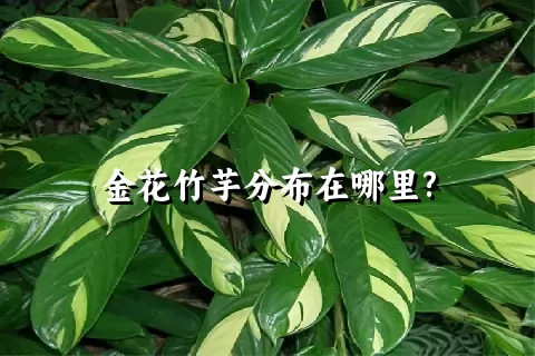 金花竹芋分布在哪里?