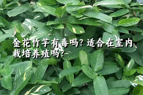 金花竹芋有毒吗？适合在室内栽培养殖吗？