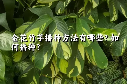 金花竹芋播种方法有哪些？如何播种？