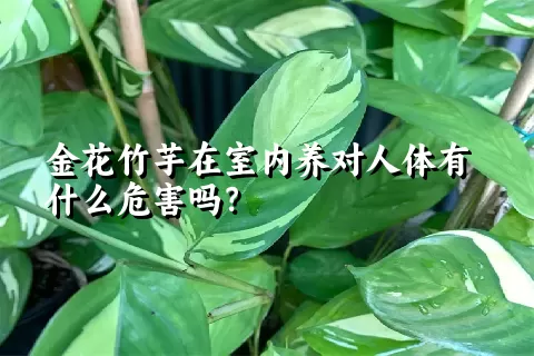 金花竹芋在室内养对人体有什么危害吗？