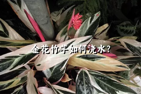 金花竹芋如何浇水？