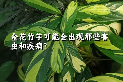 金花竹芋可能会出现那些害虫和疾病？