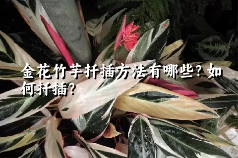 金花竹芋扦插方法有哪些？如何扦插？