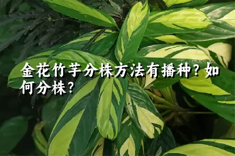 金花竹芋分株方法有播种？如何分株？