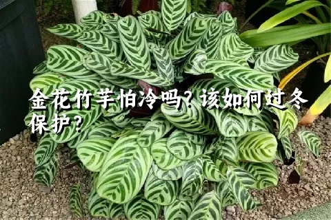 金花竹芋怕冷吗？该如何过冬保护？