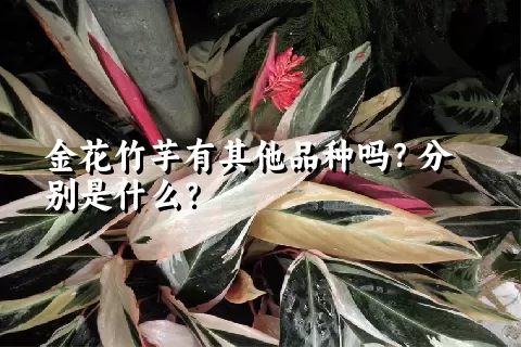 金花竹芋有其他品种吗？分别是什么？