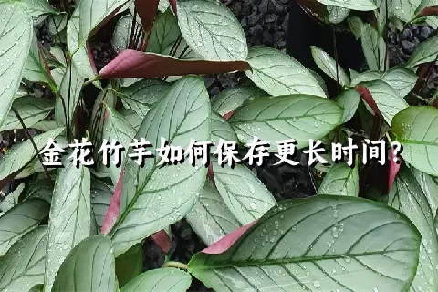 金花竹芋如何保存更长时间？