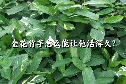 金花竹芋怎么能让他活得久？