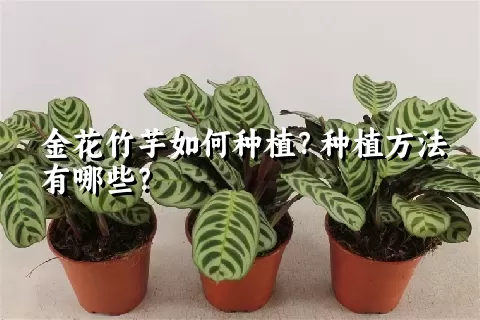 金花竹芋如何种植？种植方法有哪些？