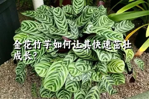 金花竹芋如何让其快速茁壮成长？