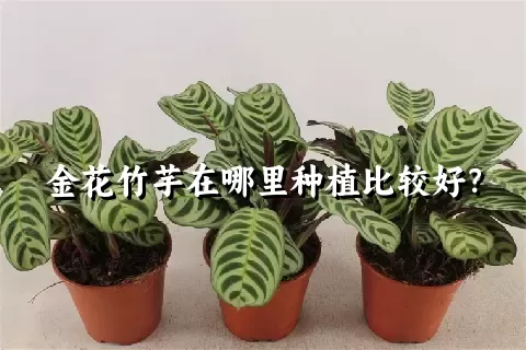 金花竹芋在哪里种植比较好？