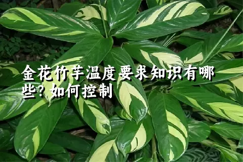 金花竹芋温度要求知识有哪些？如何控制