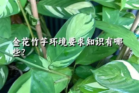 金花竹芋环境要求知识有哪些？