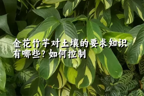 金花竹芋对土壤的要求知识有哪些？如何控制