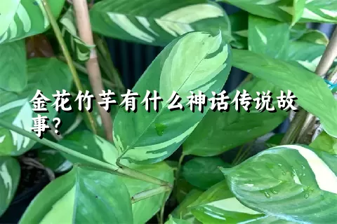 金花竹芋有什么神话传说故事？