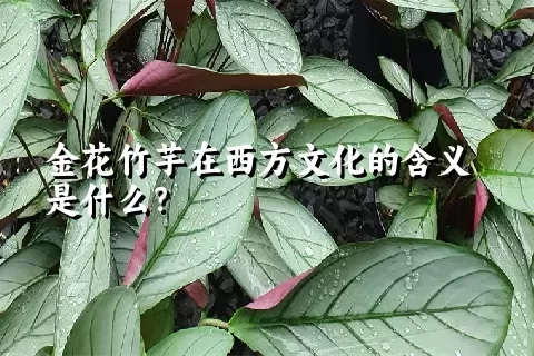 金花竹芋在西方文化的含义是什么？