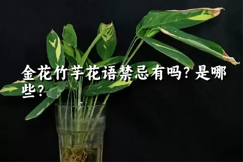 金花竹芋花语禁忌有吗？是哪些？