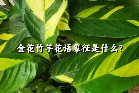 金花竹芋花语象征是什么？