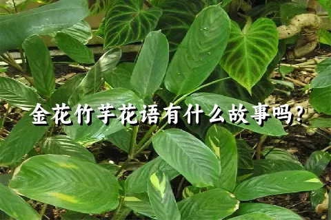 金花竹芋花语有什么故事吗？