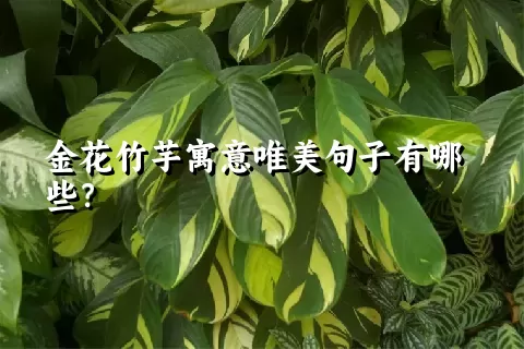 金花竹芋寓意唯美句子有哪些？