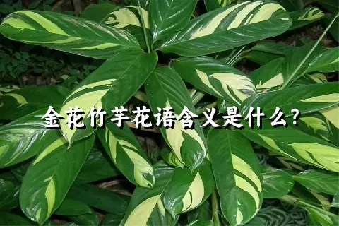 金花竹芋花语含义是什么？