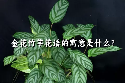 金花竹芋花语的寓意是什么？