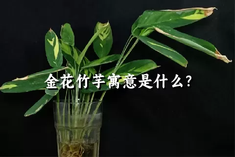 金花竹芋寓意是什么？