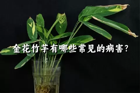 金花竹芋有哪些常见的病害？