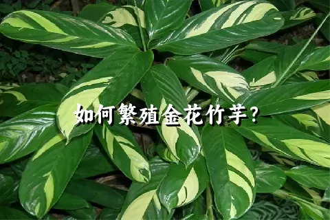 如何繁殖金花竹芋？