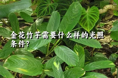 金花竹芋需要什么样的光照条件？