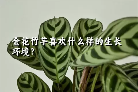 金花竹芋喜欢什么样的生长环境？