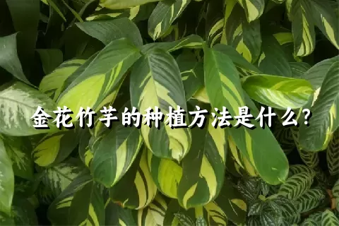 金花竹芋的种植方法是什么？