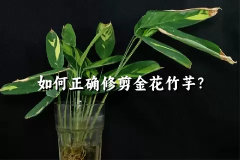 如何正确修剪金花竹芋？