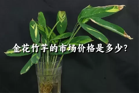 金花竹芋的市场价格是多少？