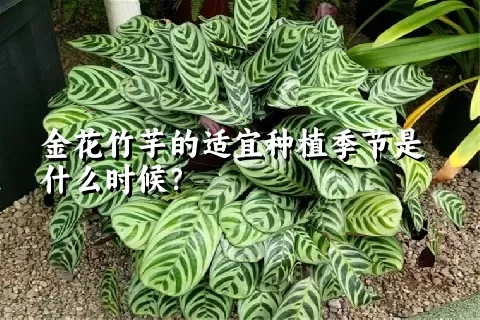 金花竹芋的适宜种植季节是什么时候？