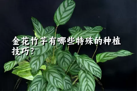 金花竹芋有哪些特殊的种植技巧？