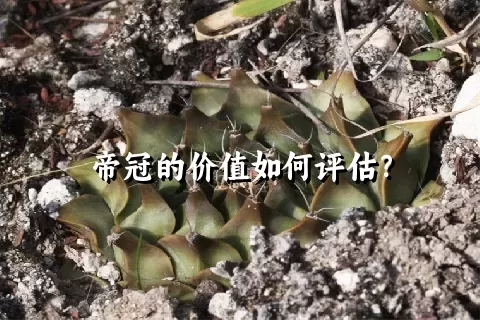 帝冠的价值如何评估？