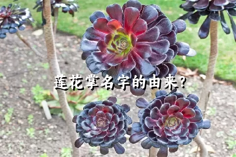 莲花掌名字的由来？