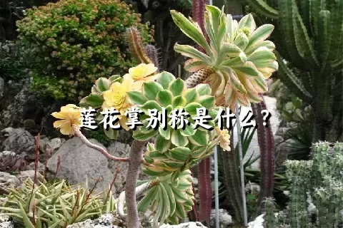 莲花掌别称是什么？