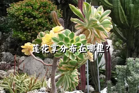 莲花掌分布在哪里?