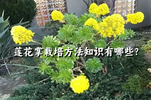 莲花掌栽培方法知识有哪些？