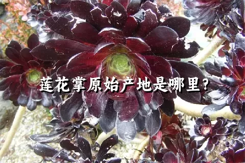 莲花掌原始产地是哪里？