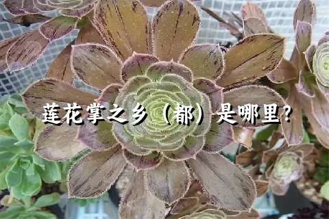 莲花掌之乡（都）是哪里？