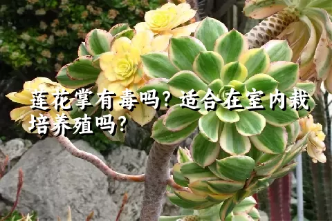 莲花掌有毒吗？适合在室内栽培养殖吗？