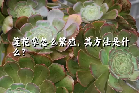 莲花掌怎么繁殖，其方法是什么？