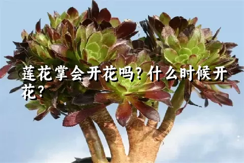 莲花掌会开花吗？什么时候开花？