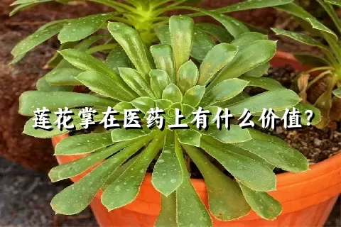 莲花掌在医药上有什么价值？