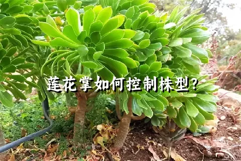 莲花掌如何控制株型？