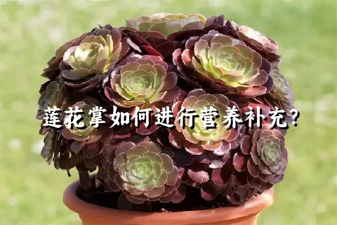 莲花掌如何进行营养补充？