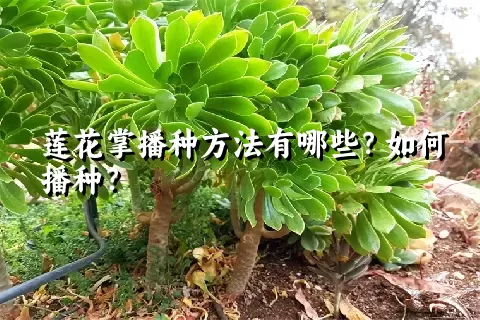 莲花掌播种方法有哪些？如何播种？